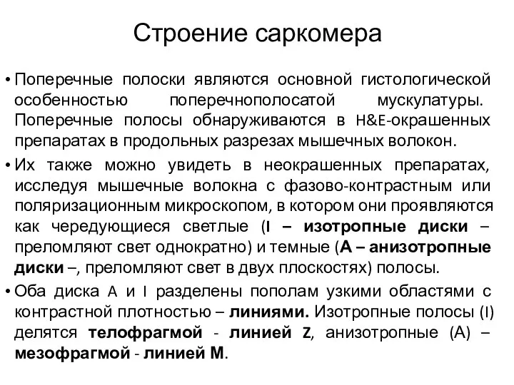 Строение саркомера Поперечные полоски являются основной гистологической особенностью поперечнополосатой мускулатуры. Поперечные полосы