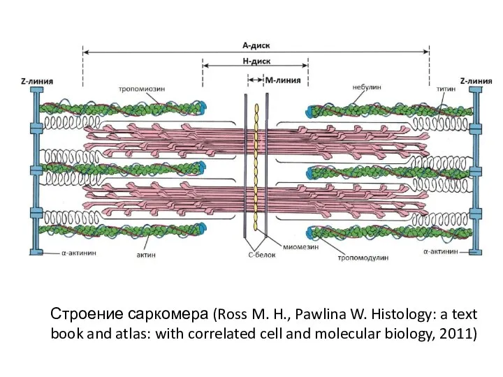 Строение саркомера (Ross M. H., Pawlina W. Histology: a text book and