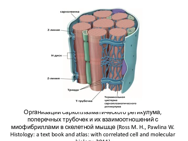 Организации саркоплазматического ретикулума, поперечных трубочек и их взаимоотношений с миофибриллами в скелетной