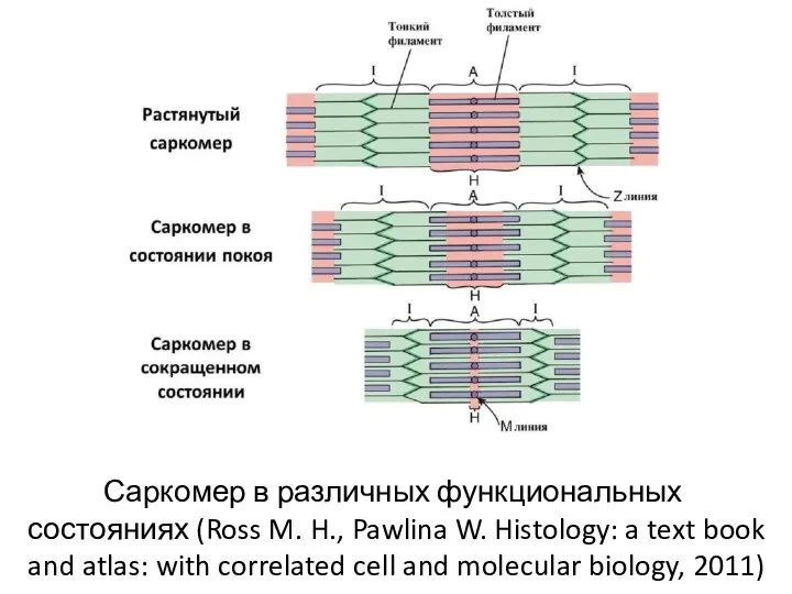 Саркомер в различных функциональных состояниях (Ross M. H., Pawlina W. Histology: a