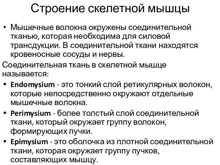 Строение скелетной мышцы Мышечные волокна окружены соединительной тканью, которая необходима для силовой