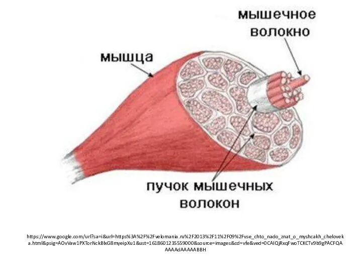 https://www.google.com/url?sa=i&url=https%3A%2F%2Fvelomania.ru%2F2013%2F11%2F09%2Fvse_chto_nado_znat_o_myshcakh_cheloveka.html&psig=AOvVaw1PXTorNckBlxG8myeipXu1&ust=1618601235559000&source=images&cd=vfe&ved=0CAIQjRxqFwoTCKCTv9b9gPACFQAAAAAdAAAAABBH