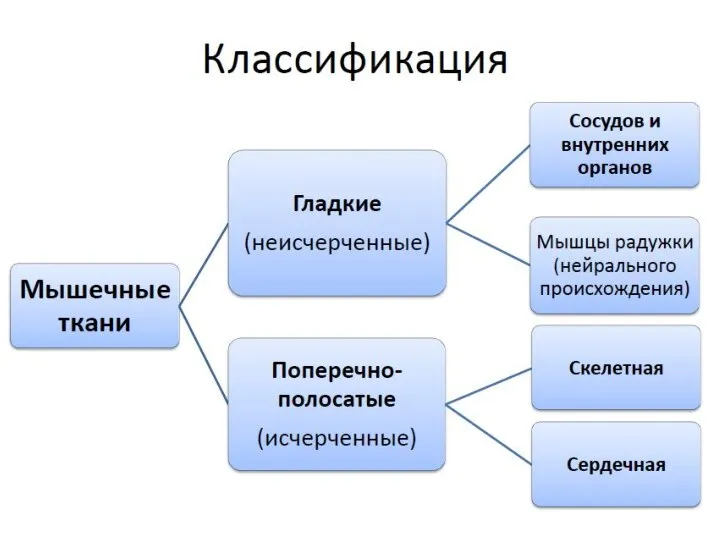 Типы мышечной ткани