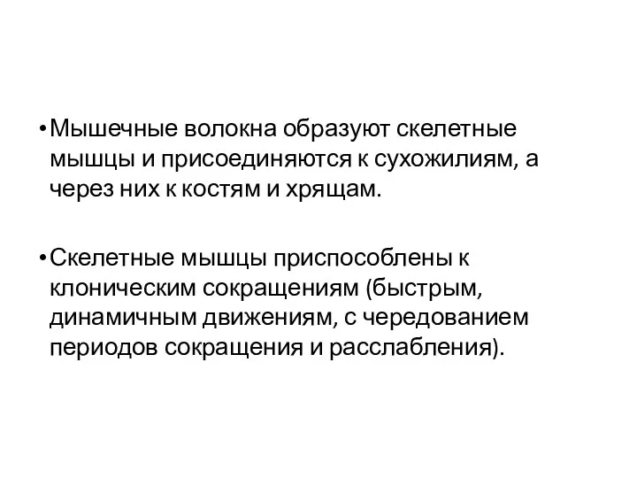 Мышечные волокна образуют скелетные мышцы и присоединяются к сухожилиям, а через них