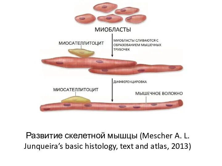 Развитие скелетной мышцы (Mescher A. L. Junqueira’s basic histology, text and atlas, 2013)
