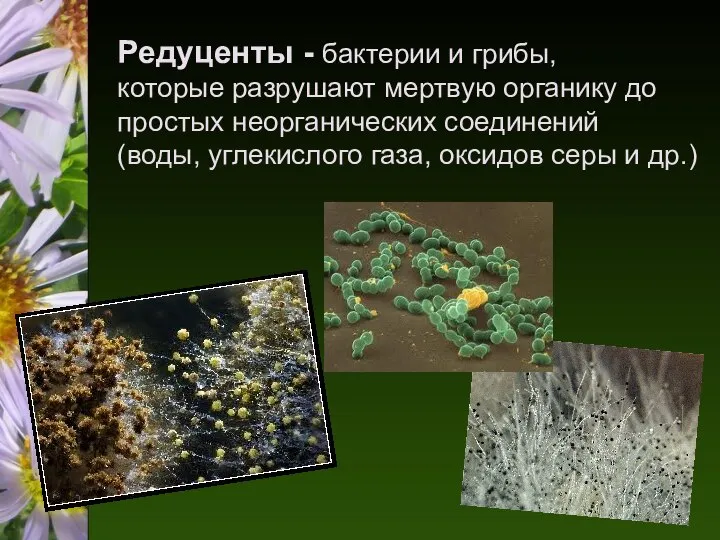 Редуценты - бактерии и грибы, которые разрушают мертвую органику до простых неорганических