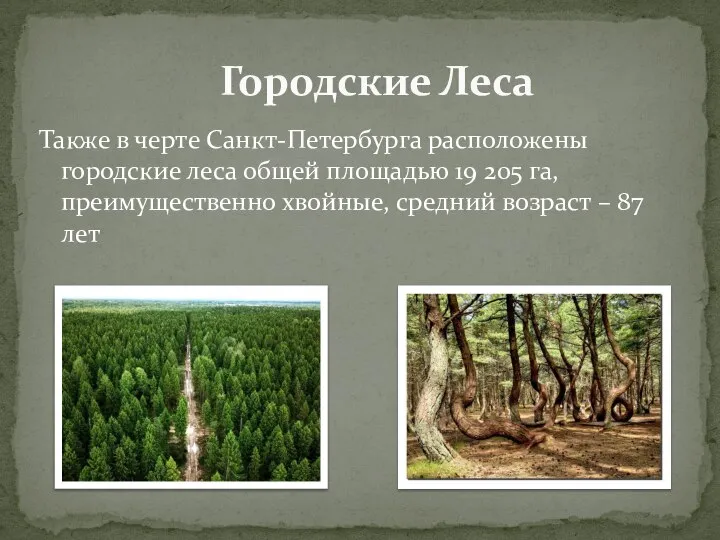 Также в черте Санкт-Петербурга расположены городские леса общей площадью 19 205 га,