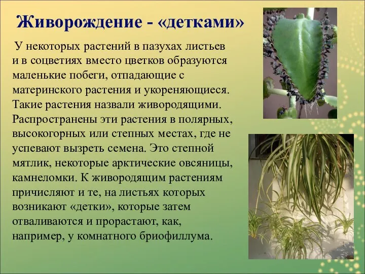 У некоторых растений в пазухах листьев и в соцветиях вместо цветков образуются