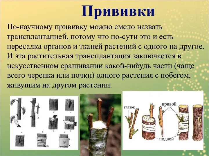 По-научному прививку можно смело назвать трансплантацией, потому что по-сути это и есть