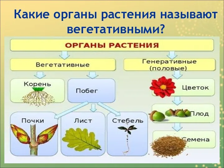 Какие органы растения называют вегетативными?
