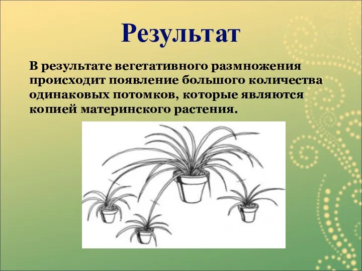 В результате вегетативного размножения происходит появление большого количества одинаковых потомков, которые являются копией материнского растения. Результат