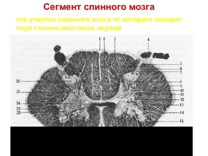 Сегмент спинного мозга это участок спинного мозга от которого отходит пара спинно-мозговых нервов
