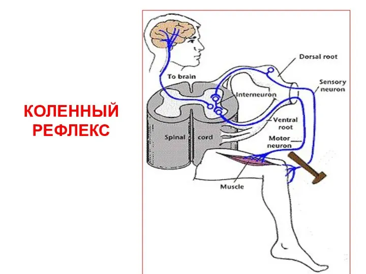 КОЛЕННЫЙ РЕФЛЕКС