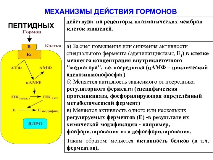 МЕХАНИЗМЫ ДЕЙСТВИЯ ГОРМОНОВ ПЕПТИДНЫХ СТЕРОИДНЫХ Е1 – АДЕНИЛАТЦИКЛАЗА ПК – ПРОТЕИНКИНАЗА Е – РЕГУЛИРУЕМЫЙ ФЕРМЕНТ