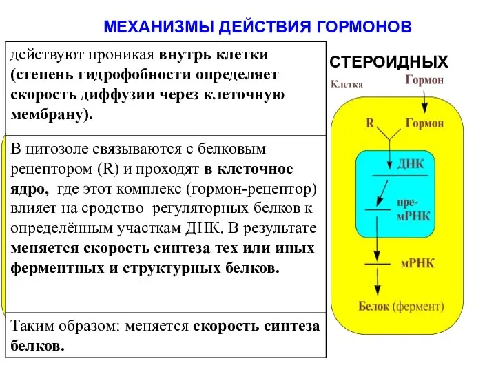 МЕХАНИЗМЫ ДЕЙСТВИЯ ГОРМОНОВ ПЕПТИДНЫХ СТЕРОИДНЫХ Е1 – АДЕНИЛАТЦИКЛАЗА ПК – ПРОТЕИНКИНАЗА Е – РЕГУЛИРУЕМЫЙ ФЕРМЕНТ