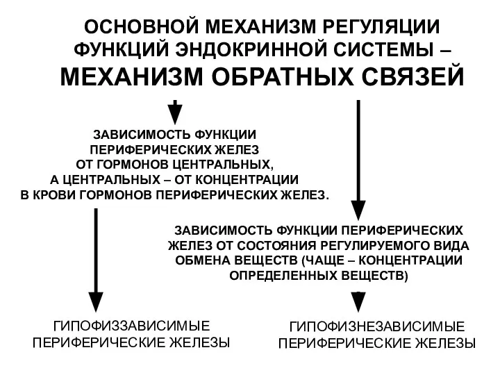 ОСНОВНОЙ МЕХАНИЗМ РЕГУЛЯЦИИ ФУНКЦИЙ ЭНДОКРИННОЙ СИСТЕМЫ – МЕХАНИЗМ ОБРАТНЫХ СВЯЗЕЙ ЗАВИСИМОСТЬ ФУНКЦИИ