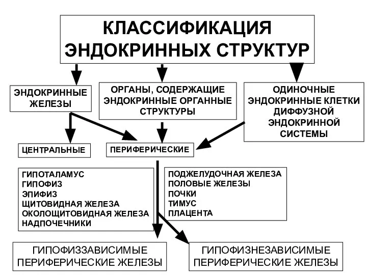 КЛАССИФИКАЦИЯ ЭНДОКРИННЫХ СТРУКТУР ЭНДОКРИННЫЕ ЖЕЛЕЗЫ ОРГАНЫ, СОДЕРЖАЩИЕ ЭНДОКРИННЫЕ ОРГАННЫЕ СТРУКТУРЫ ОДИНОЧНЫЕ ЭНДОКРИННЫЕ