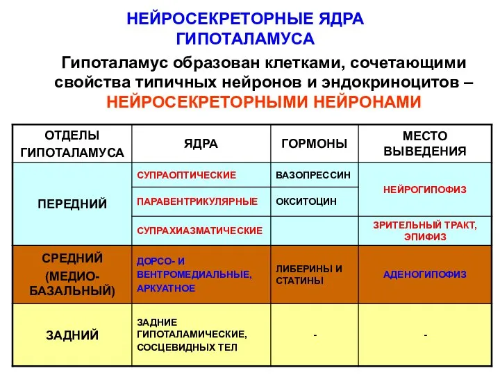 НЕЙРОСЕКРЕТОРНЫЕ ЯДРА ГИПОТАЛАМУСА Гипоталамус образован клетками, сочетающими свойства типичных нейронов и эндокриноцитов – НЕЙРОСЕКРЕТОРНЫМИ НЕЙРОНАМИ