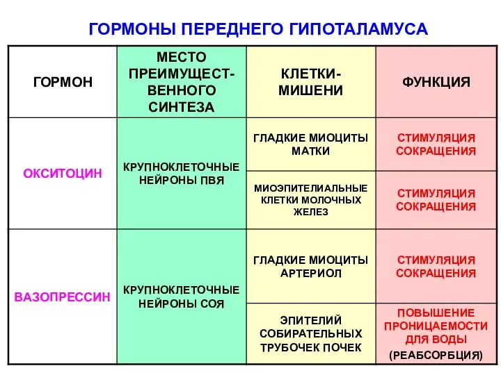 ГОРМОНЫ ПЕРЕДНЕГО ГИПОТАЛАМУСА