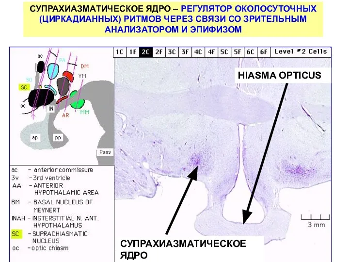 СУПРАХИАЗМАТИЧЕСКОЕ ЯДРО – РЕГУЛЯТОР ОКОЛОСУТОЧНЫХ (ЦИРКАДИАННЫХ) РИТМОВ ЧЕРЕЗ СВЯЗИ СО ЗРИТЕЛЬНЫМ АНАЛИЗАТОРОМ