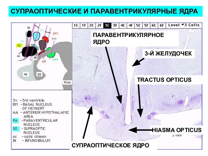 СУПРАОПТИЧЕСКИЕ И ПАРАВЕНТРИКУЛЯРНЫЕ ЯДРА СУПРАОПТИЧЕСКОЕ ЯДРО ПАРАВЕНТРИКУЛЯРНОЕ ЯДРО HIASMA OPTICUS TRACTUS OPTICUS 3-Й ЖЕЛУДОЧЕК