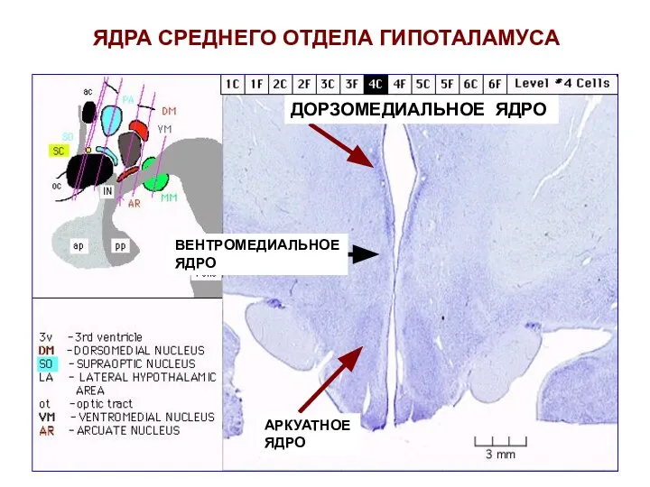 ЯДРА СРЕДНЕГО ОТДЕЛА ГИПОТАЛАМУСА ДОРЗОМЕДИАЛЬНОЕ ЯДРО ВЕНТРОМЕДИАЛЬНОЕ ЯДРО АРКУАТНОЕ ЯДРО