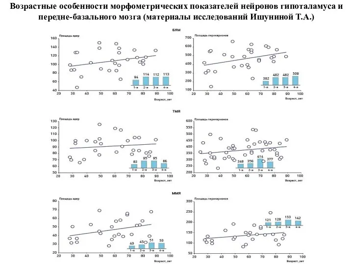 Возрастные особенности морфометрических показателей нейронов гипоталамуса и передне-базального мозга (материалы исследований Ишуниной Т.А.)