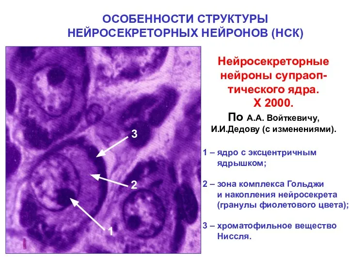 ОСОБЕННОСТИ СТРУКТУРЫ НЕЙРОСЕКРЕТОРНЫХ НЕЙРОНОВ (НСК) Нейросекреторные нейроны супраоп- тического ядра. Х 2000.