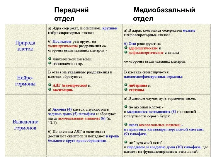 Передний Медиобазальный отдел отдел