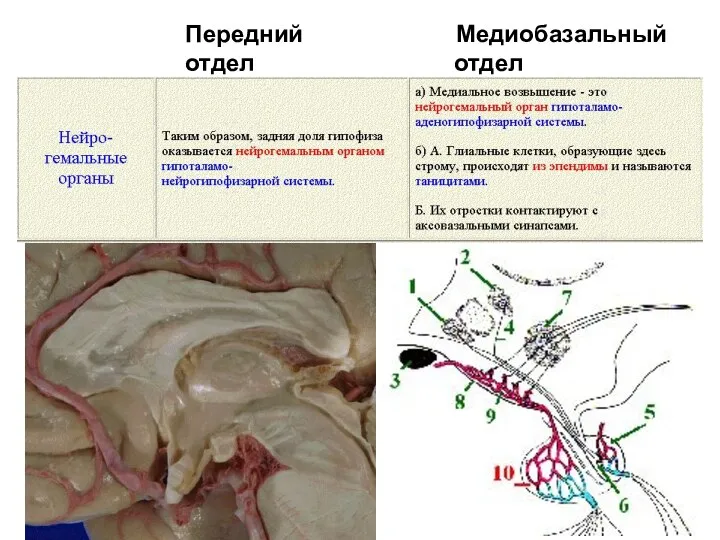 Передний Медиобазальный отдел отдел