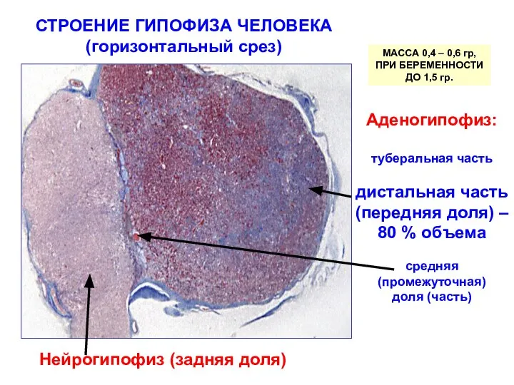 СТРОЕНИЕ ГИПОФИЗА ЧЕЛОВЕКА (горизонтальный срез) Нейрогипофиз (задняя доля) Аденогипофиз: туберальная часть дистальная