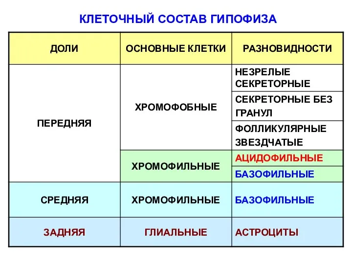 КЛЕТОЧНЫЙ СОСТАВ ГИПОФИЗА