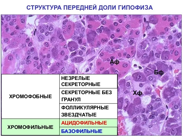 СТРУКТУРА ПЕРЕДНЕЙ ДОЛИ ГИПОФИЗА Хф Бф Аф