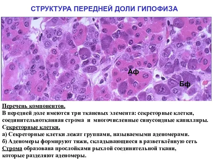 СТРУКТУРА ПЕРЕДНЕЙ ДОЛИ ГИПОФИЗА Хф Бф Аф Перечень компонентов. В передней доле