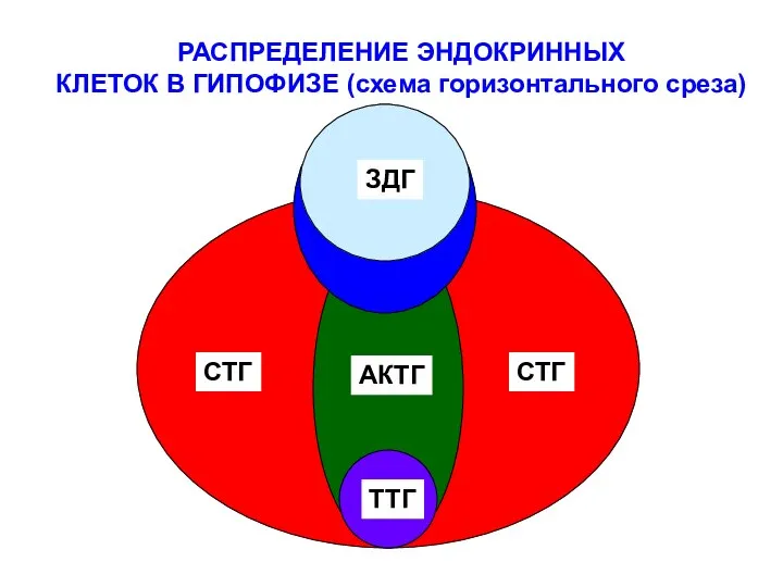 РАСПРЕДЕЛЕНИЕ ЭНДОКРИННЫХ КЛЕТОК В ГИПОФИЗЕ (схема горизонтального среза) СТГ СТГ АКТГ ТТГ ЗДГ