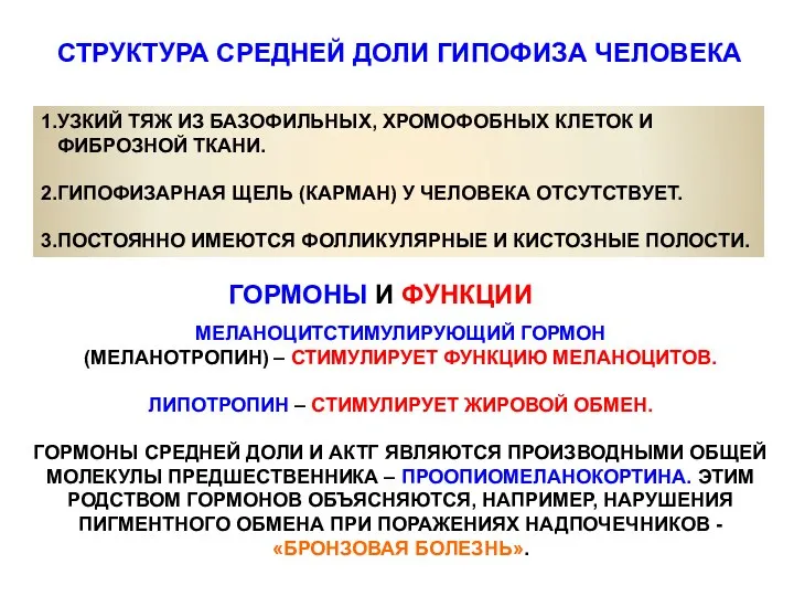 СТРУКТУРА СРЕДНЕЙ ДОЛИ ГИПОФИЗА ЧЕЛОВЕКА 1.УЗКИЙ ТЯЖ ИЗ БАЗОФИЛЬНЫХ, ХРОМОФОБНЫХ КЛЕТОК И