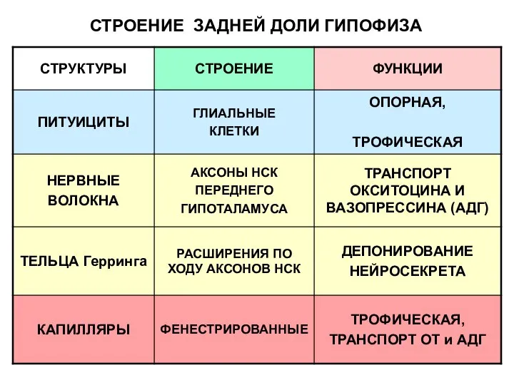 СТРОЕНИЕ ЗАДНЕЙ ДОЛИ ГИПОФИЗА