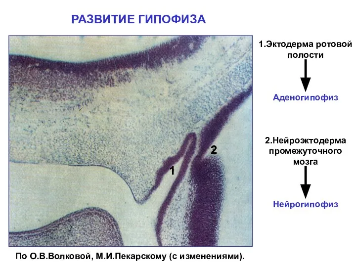 РАЗВИТИЕ ГИПОФИЗА По О.В.Волковой, М.И.Пекарскому (с изменениями). 1.Эктодерма ротовой полости Аденогипофиз 2.Нейроэктодерма