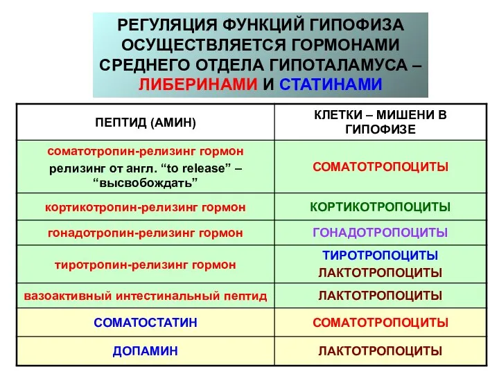 РЕГУЛЯЦИЯ ФУНКЦИЙ ГИПОФИЗА ОСУЩЕСТВЛЯЕТСЯ ГОРМОНАМИ СРЕДНЕГО ОТДЕЛА ГИПОТАЛАМУСА – ЛИБЕРИНАМИ И СТАТИНАМИ