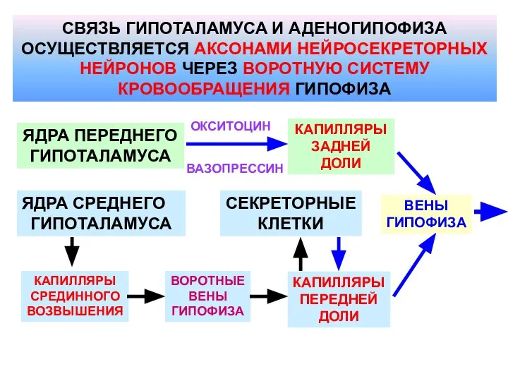 СВЯЗЬ ГИПОТАЛАМУСА И АДЕНОГИПОФИЗА ОСУЩЕСТВЛЯЕТСЯ АКСОНАМИ НЕЙРОСЕКРЕТОРНЫХ НЕЙРОНОВ ЧЕРЕЗ ВОРОТНУЮ СИСТЕМУ КРОВООБРАЩЕНИЯ