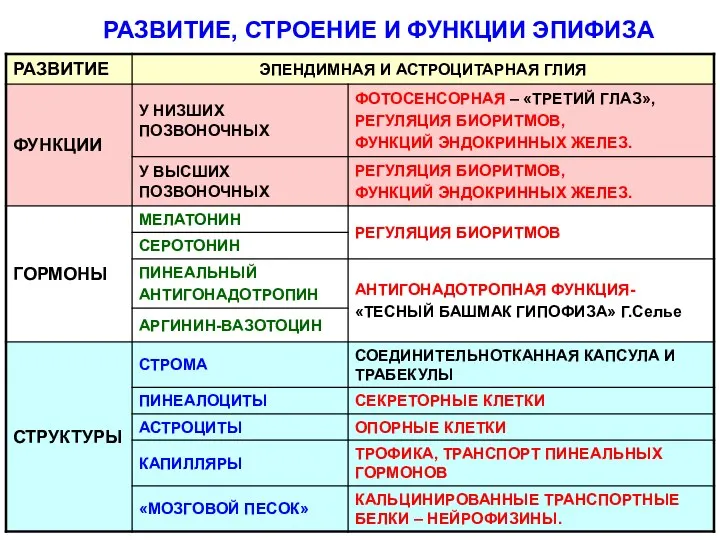 РАЗВИТИЕ, СТРОЕНИЕ И ФУНКЦИИ ЭПИФИЗА