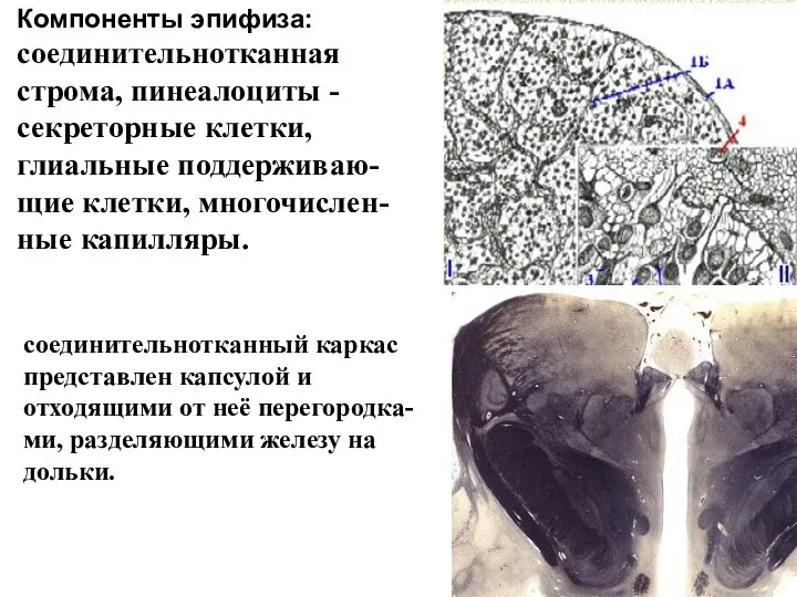 Компоненты эпифиза: соединительнотканная строма, пинеалоциты - секреторные клетки, глиальные поддерживаю-щие клетки, многочислен-ные