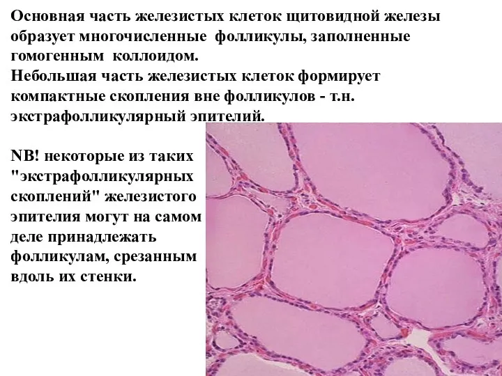 Основная часть железистых клеток щитовидной железы образует многочисленные фолликулы, заполненные гомогенным коллоидом.