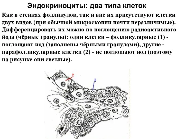 Как в стенках фолликулов, так и вне их присутствуют клетки двух видов