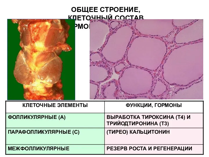 ОБЩЕЕ СТРОЕНИЕ, КЛЕТОЧНЫЙ СОСТАВ И ГОРМОНЫ ЩИТОВИДНОЙ ЖЕЛЕЗЫ