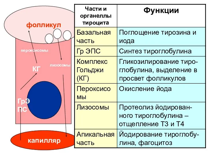 капилляр фолликул ГрЭПС КГ пероксисомы лизосомы