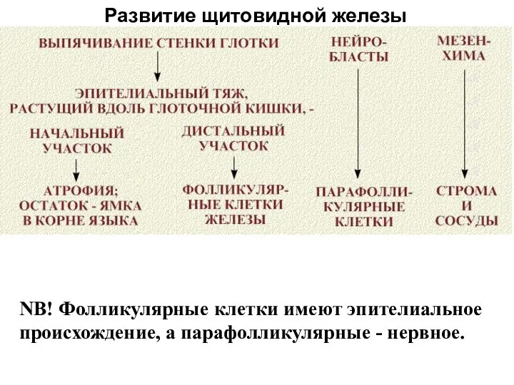 Развитие щитовидной железы NB! Фолликулярные клетки имеют эпителиальное происхождение, а парафолликулярные - нервное.