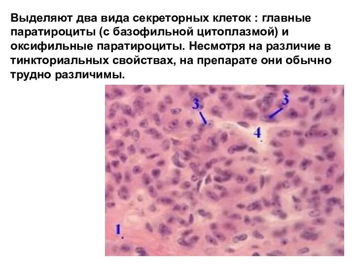 Выделяют два вида секреторных клеток : главные паратироциты (с базофильной цитоплазмой) и