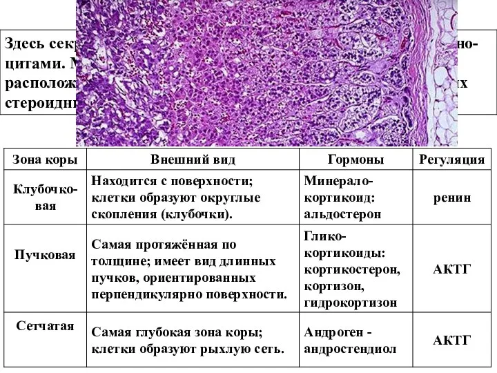 Кора надпочечников