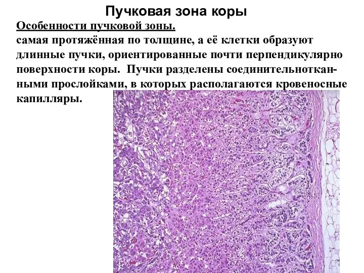 Пучковая зона коры Особенности пучковой зоны. самая протяжённая по толщине, а её